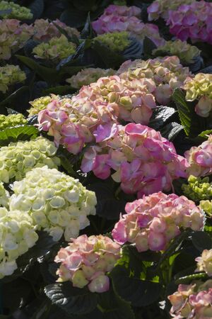 hydrangea in the garden