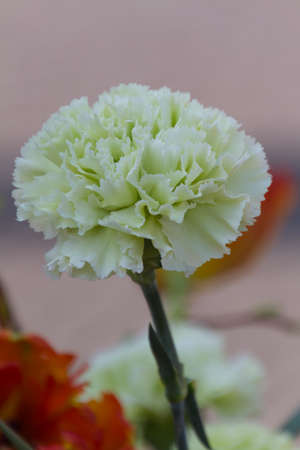 carnation in the gardenの写真素材