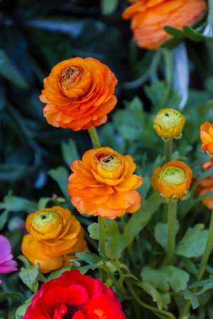 roses in the gardenの写真素材