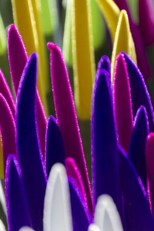 succulent plant