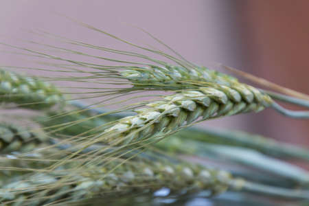 ears in summerの写真素材