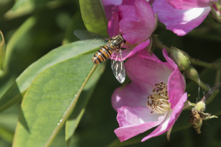 bee on flower