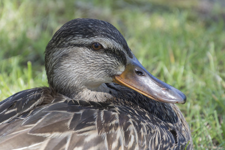 duck on meadowの写真素材