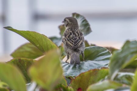 sparrow eating a piece of breadの写真素材