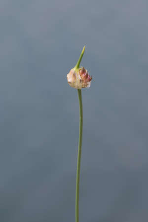 wildflower in the meadow