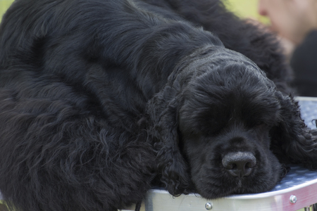 cute dogの写真素材