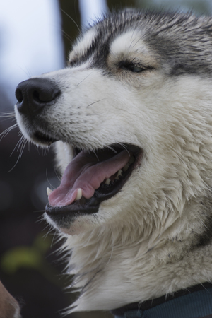 husky dogの写真素材