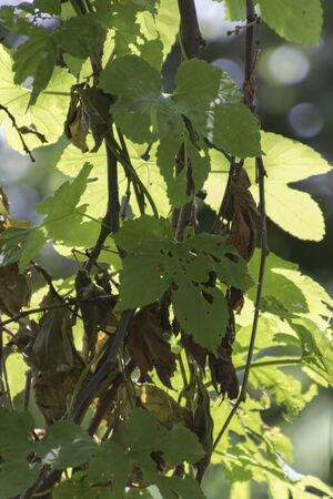 leaf in the forest