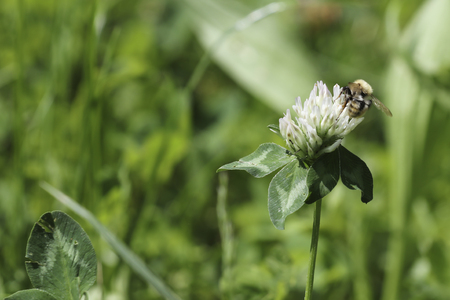 bee on wildflowerの写真素材