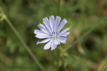 wildflower in the meadow