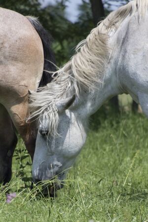 horse in the farmの写真素材