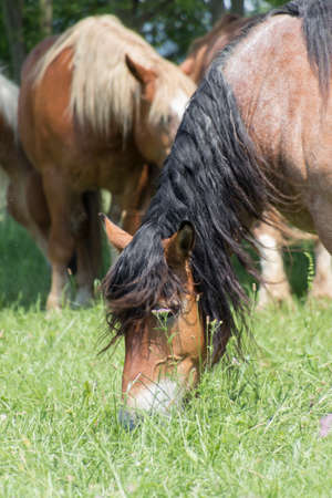 horse in the farm
