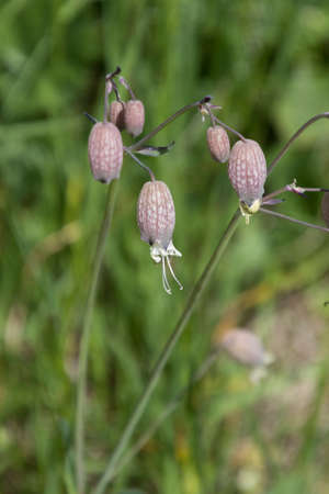 wildflower in the mountainの写真素材