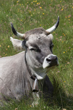 grazing cows on the mountainの写真素材