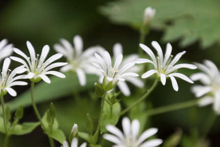 wildflower in the mountain