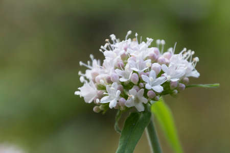 wildflower in the mountainの写真素材