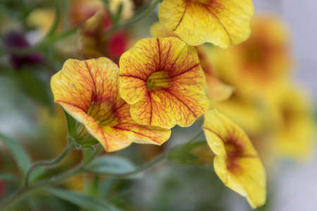petunia in the garden