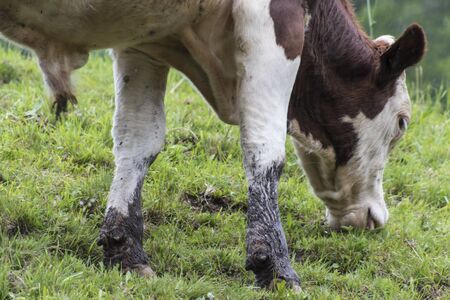 grazing cows on the mountainの写真素材