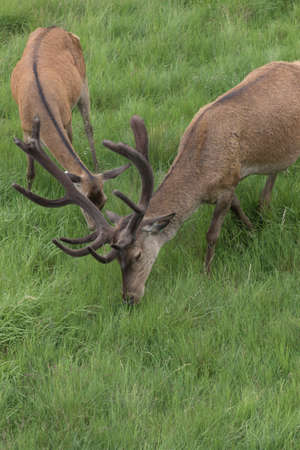 deer in the mountainの写真素材