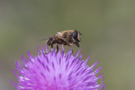 bee on wildflower