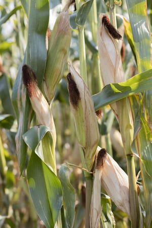 ripe cobs grown in the field
