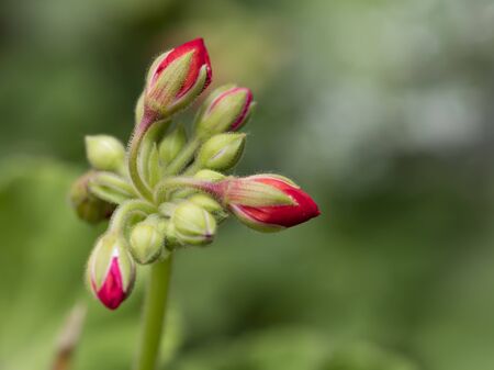 geranium in the gardenの写真素材