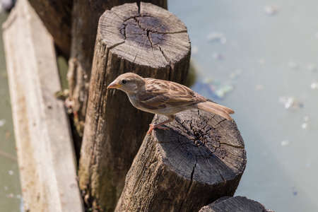 sparrow at park