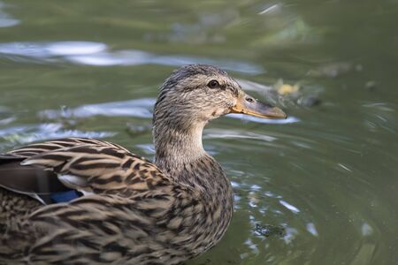 brown duck anas castaneaの写真素材