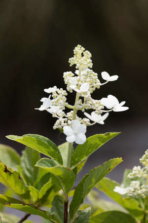 white flower in the garden