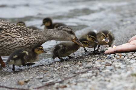 duck with her ducklings at lake