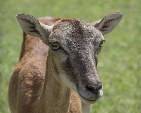 deer walking in the parkの写真素材