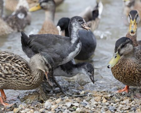 puppy moorhen and duck at lakeの写真素材