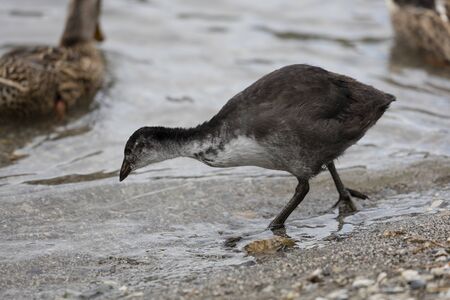 moorhen at lakeの写真素材