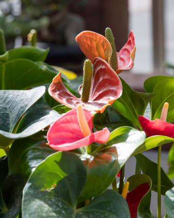 spathiphyllum flower in the garden
