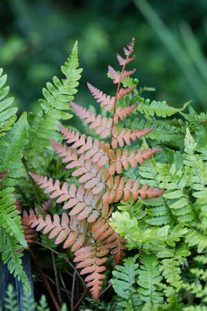 fern plant in the gardenの写真素材