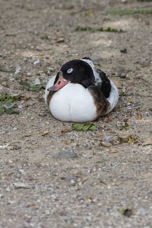 duck face of Iceland