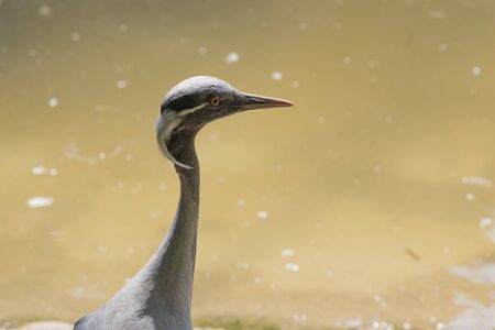 grus virgo birdの写真素材