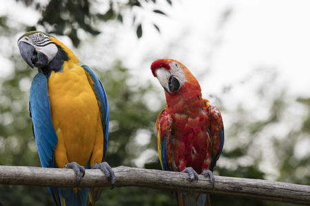 ara ararauna and macaw parrot on its perch