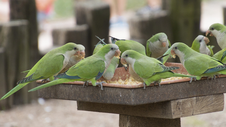 parakeet parrot on its perchの写真素材