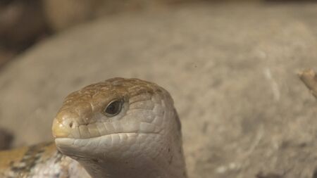 head of snakeの写真素材