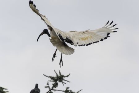 sacred ibis bird fly in the skyの写真素材