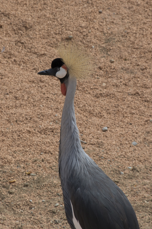 crowned crane birdの写真素材