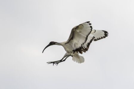 sacred ibis bird fly in the skyの写真素材