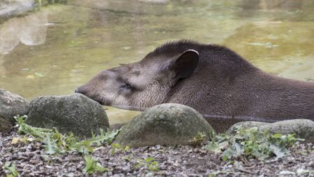 big tapirの写真素材