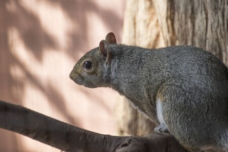 squirrel in the forestの写真素材