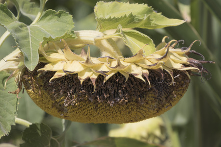 sunflower in the gardenの写真素材