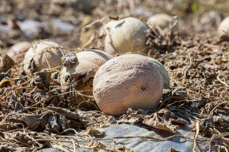 cultivation of melonsの写真素材