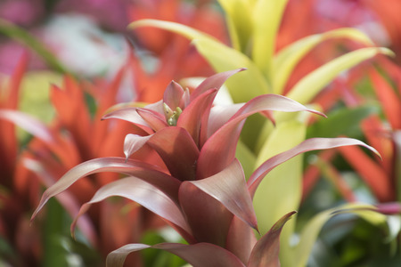 guzmania lingulata plant in the gardenの写真素材
