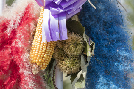 curly chestnutの写真素材