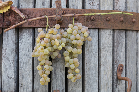 grape hanging in the farmの写真素材